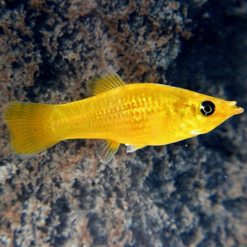 Poeciliidae sphenops golddust - Goldstaub molly M